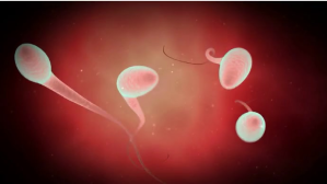 Merah Sperm vedio YouTube Thumbnail Template