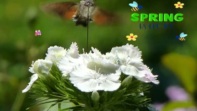 Spring coming soon Template | PosterMyWall