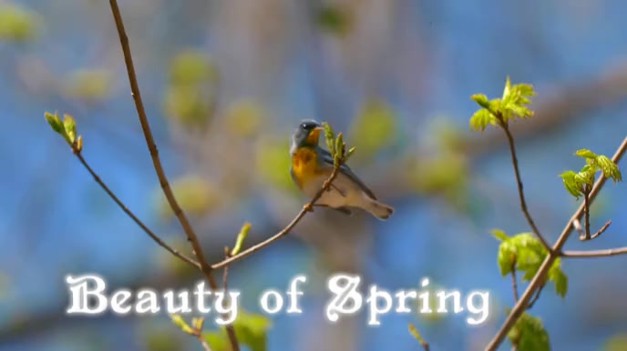 Spring Digital Display (16:9) template