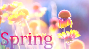 Morado Spring Digitalt display Template