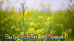 Spring Digitalt display (16:9) template