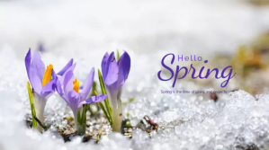 White Spring Season Announcement Digital Display Template