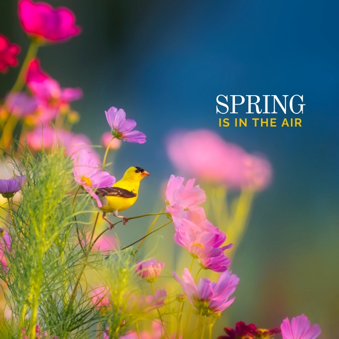 Spring is coming Template | PosterMyWall