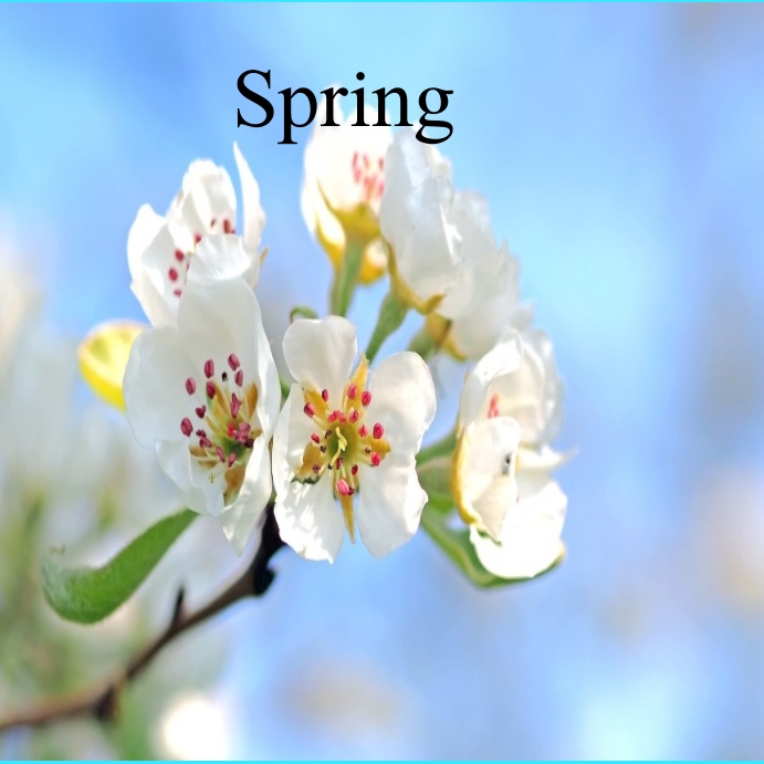 Spring salespring Instagram Post template