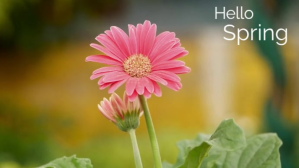 Giallo Spring Season Digital Display Template