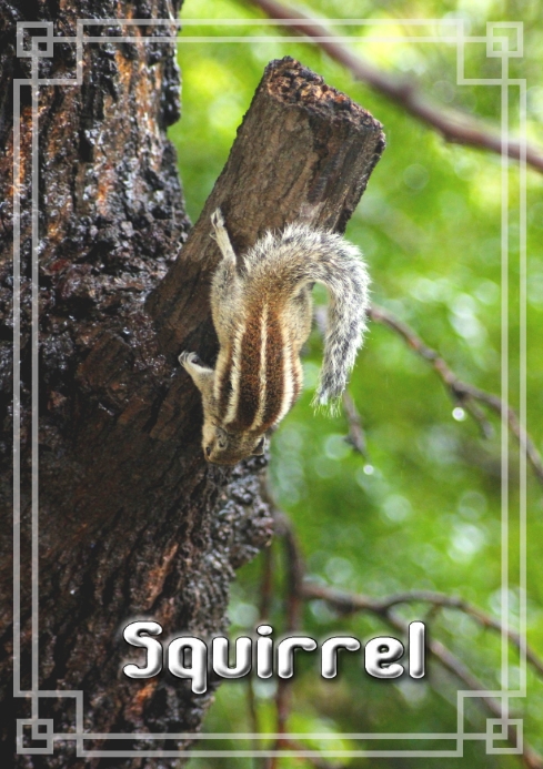 SQUIRRELS A3 template