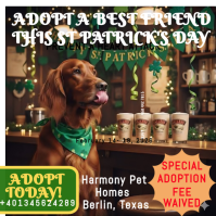 St Patrick's Pet Adoption Event Instagram Post template