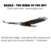 The King of the Birds Logotipo template