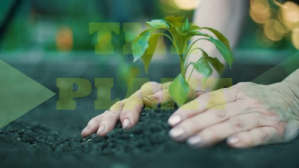 the plant Miniatura di YouTube template