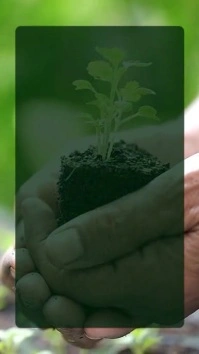 Tips For Successful Gardening Instagram Reel template