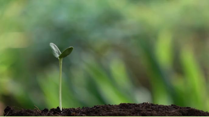 Tree and earth and Strong moving wind,To plan YouTube Thumbnail template