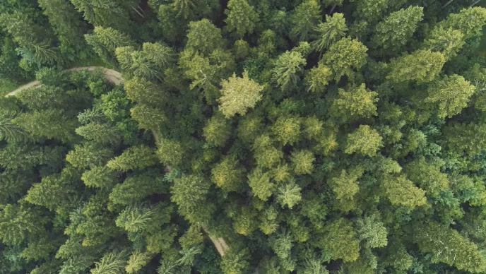 tree and forest YouTube Thumbnail template