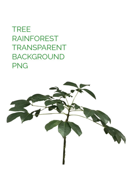 TREE RAINFOREST TRANSPARENT BACKGROUND PNG A4 template