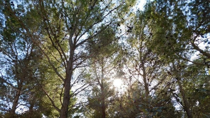 Trees Digital Display (16:9) template