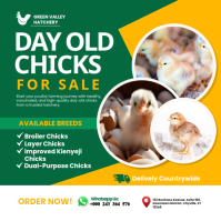 Turquoise Poultry Farming Instagram-Beitrag Template