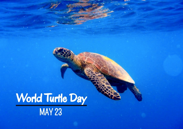 Turtle Day Off Turtle Day Template | PosterMyWall