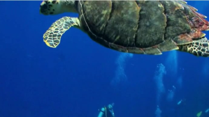 Turtle swimming in the sea Foto Sampul Saluran YouTube template