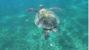 Turtle swimming in the sea Фотография обложки канала YouTube template