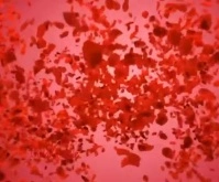 Valentine's Day special message Medium Rectangle template