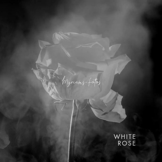 Video White Rose Clean CD Cover Art Template | PosterMyWall