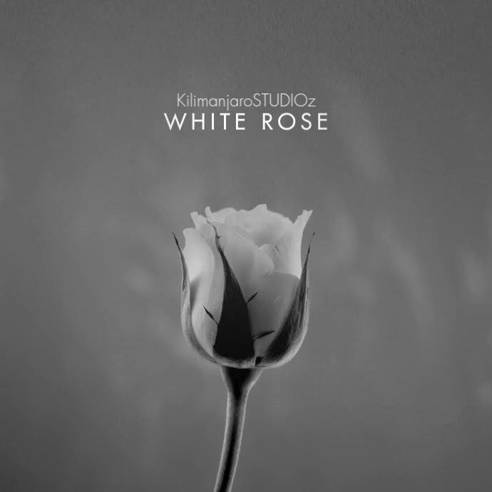 Video White Rose Clean CD Cover Music Square (1:1) template