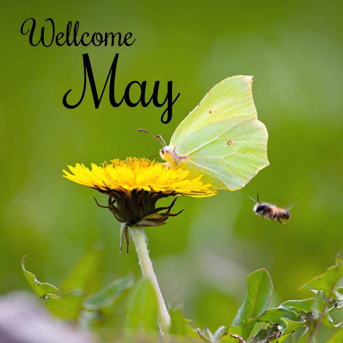 Copy of Welcome May | PosterMyWall
