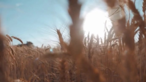 Wheat grain farming video YouTube Thumbnail template