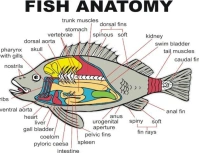 White 3d Internal Anatomy Of A Fish  Flyer (us Letter) template