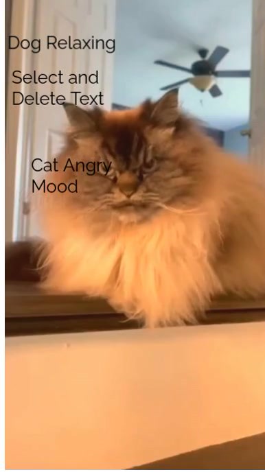 White  Cat Angry Mood On Dog  Instagram Reel template