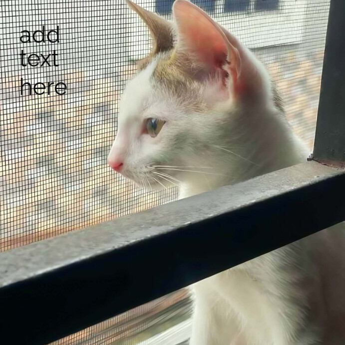 White Cat Looking Out Window Through Mesh Screen Instagram-opslag template