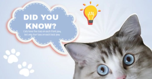 Wit Cat Facts Facebook Shared Image Template