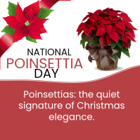 White Modern & Minimal National Poinsettia Day  Instagram Post template
