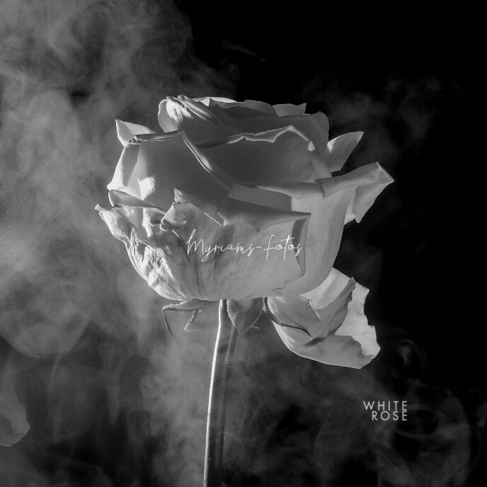White Roses Cover Photo