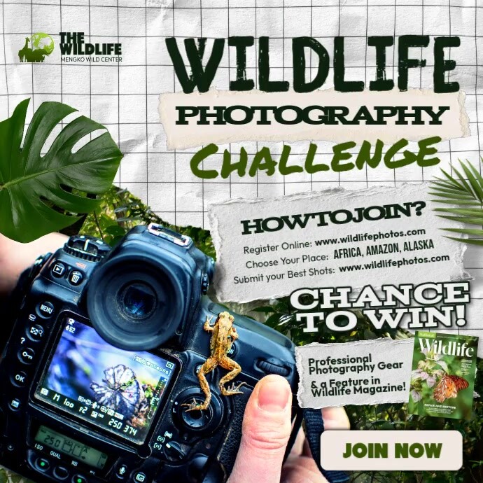 Wildlife Photography Challenge Publicação no Instagram template