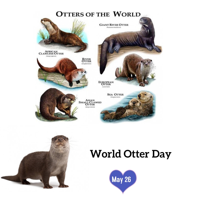World Otter Day Template PosterMyWall world-otter-day-template-postermywall