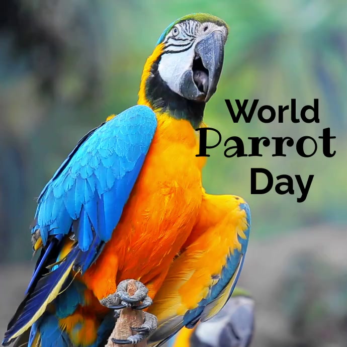 World Parrot Day 2025
