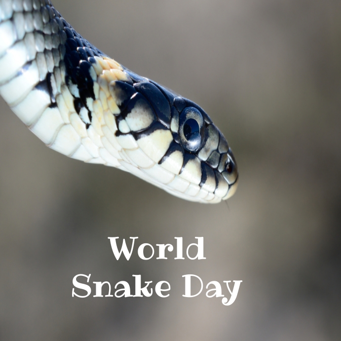World snake day Instagram post Template | PosterMyWall