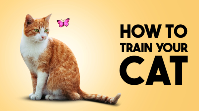 Pet Training YouTube Thumbnail Template | PosterMyWall
