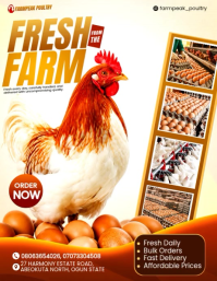 White Poultry Farm Promotion Pamflet Template