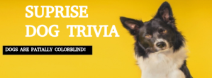 Yellow  Surprise Dog Trivia  Facebook Cover Photo Facebook-coverfoto template