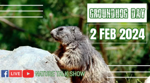Grøn Groundhog Day Event Digitalt display Template