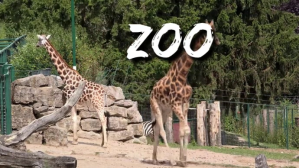ZOO Miniatura de YouTube template