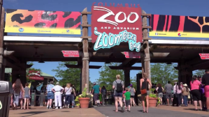 Zoo newsletter YouTube-miniature template