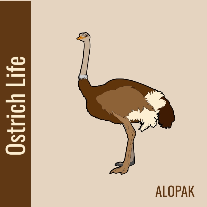 Álbum,cd,music,template,rock Album Cover
