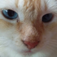 NABIHAH BINTI AB RAHMAN Moe