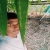 Elango