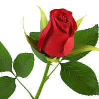 Zubair khan 23
